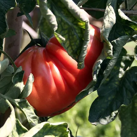 Cascina Mariale 알비아노디브레