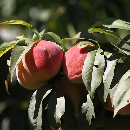 Κατάλυμα σε φάρμα Cascina Mariale *