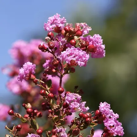 Cascina Mariale 팜스테이 알비아노디브레