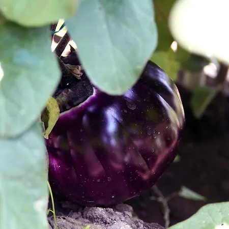 Cascina Mariale * 알비아노디브레