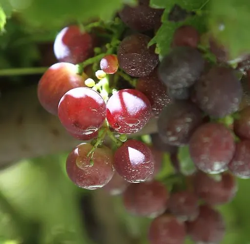 Cascina Mariale Фермерский дом *